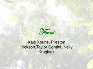 Ferns