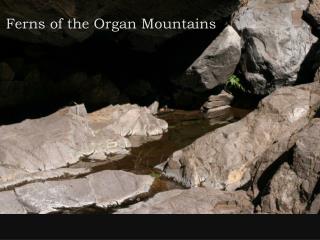 Ferns of the Organ Mountains