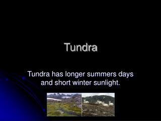 Tundra