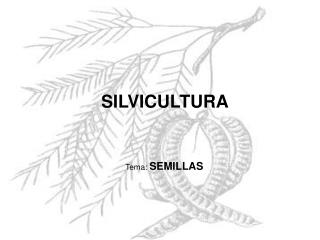 SILVICULTURA