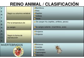 REINO ANIMAL / CLASIFICACIÓN