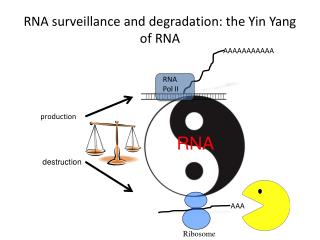 RNA surveillance and degradation: the Yin Yang of RNA