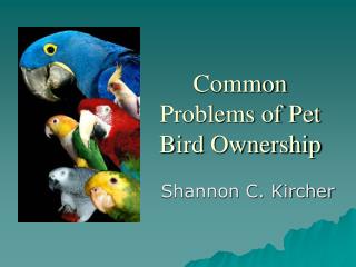 Common Problems of Pet Bird Ownership