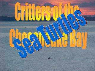 Critters of the Chesapeake Bay