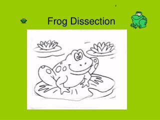 Frog Dissection