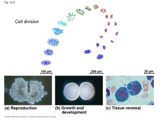 Fig. 12-2