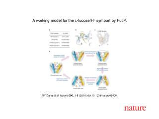 SY Dang et al . Nature 000 , 1 - 5 (2010) doi:10.1038/nature0 9406