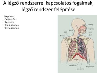 A légző rendszerrel kapcsolatos fogalmak, légző rendszer felépítése