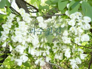 과수원길
