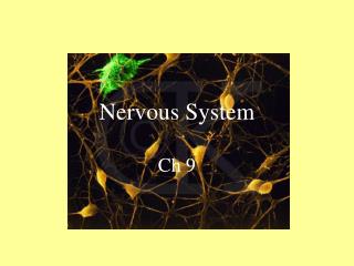 Nervous System