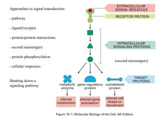 Approaches to signal transduction: - pathway - ligand/receptor - protein/protein interactions