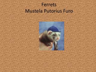 Ferrets M ustela P utorius F uro