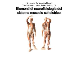 Il sistema muscolo-scheletrico