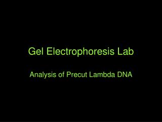 Gel Electrophoresis Lab