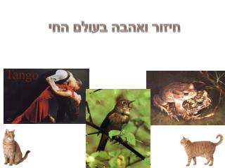 חיזור ואהבה בעולם החי