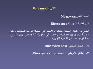 الكاكي Persimmon