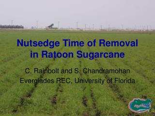 Nutsedge Time of Removal in Ratoon Sugarcane