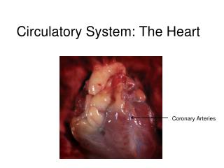 Circulatory System: The Heart
