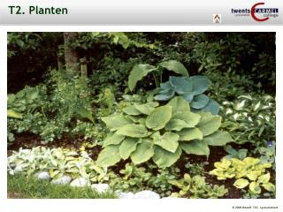 T2. Planten