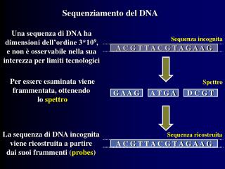 Sequenziamento del DNA