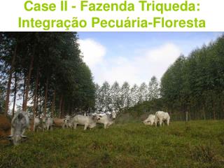 Case II - Fazenda Triqueda: Integração Pecuária-Floresta