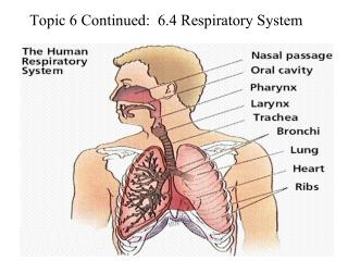 Topic 6 Continued: 6.4 Respiratory System