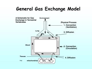 General Gas Exchange Model