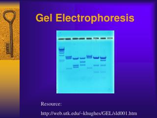 Gel Electrophoresis