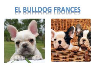 El bulldog frances