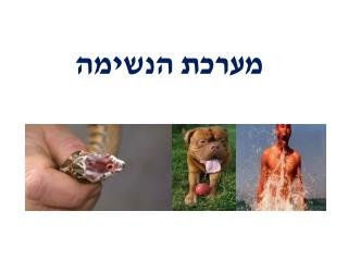 מערכת הנשימה