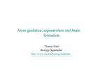 Axon guidance, regeneration and brain formation