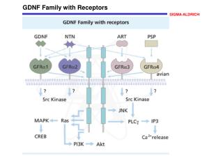 GDNF Family with Receptors