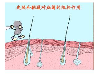 皮肤和黏膜对病菌的阻挡作用