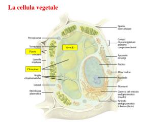 La cellula vegetale