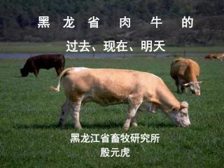 黑 龙 省 肉 牛 发 展 情 况 及 趋 势