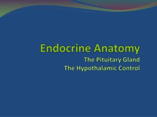 Endocrine Anatomy The Pituitary Gland The Hypothalamic Control