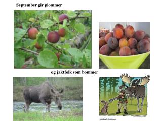 September gir plommer