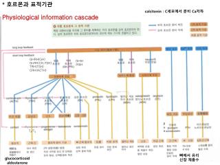 * 호르몬과 표적기관