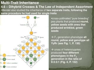 Multi-Trait Inheritance 4.6 – Dihybrid Crosses &amp; The Law of Independent Assortment