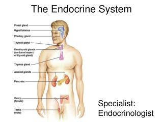 The Endocrine System