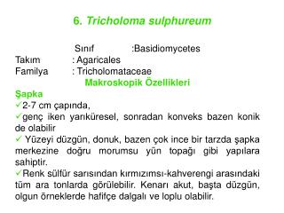 6. Tricholoma sulphureum