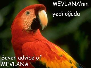 MEVLANA’nın yedi öğüdü