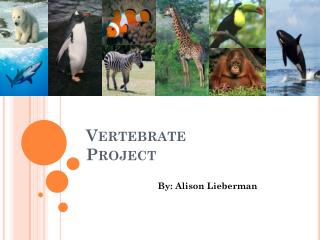 Vertebrate Project
