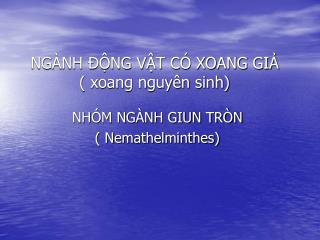 NGÀNH ĐỘNG VẬT CÓ XOANG GIẢ ( xoang nguyên sinh)