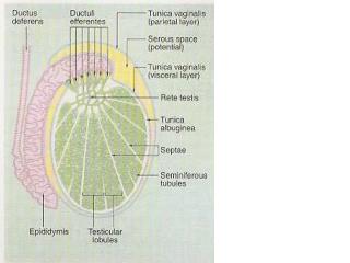 The testis