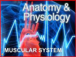 Muscular system