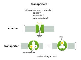 Transporters differences from channels: 	speed? 	saturation? 	concentration?