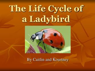 The Life Cycle of a Ladybird