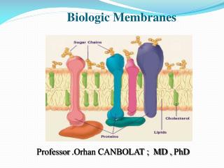 Professor .Orhan CANBOLAT ; MD , PhD