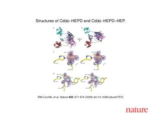 RM Cicchillo et al. Nature 459 , 871-874 (2009) doi:10.1038/nature07972